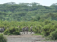 Mud Maps Africa Serengetti NP 2045.JPG